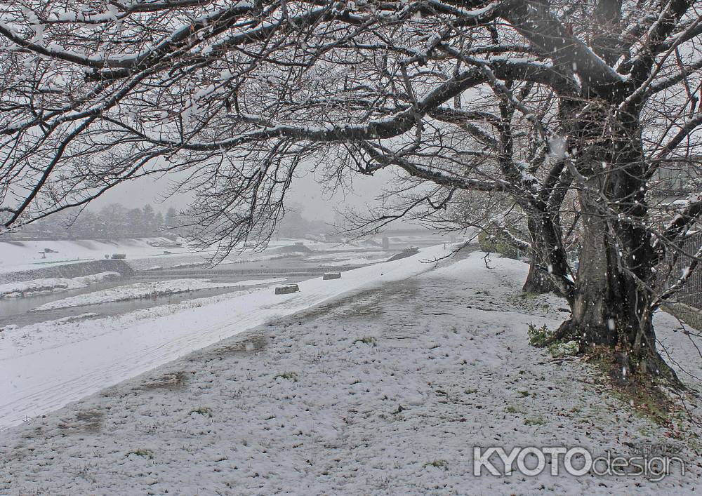 賀茂川に雪が積もる