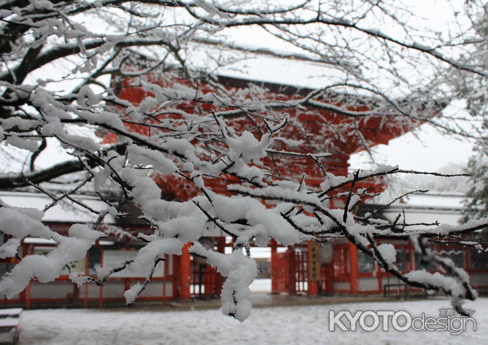 枯れ枝に雪桜咲く