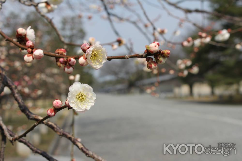 京都御所の白梅