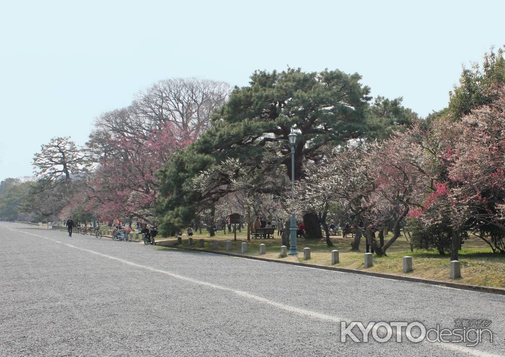 京都御所の梅林