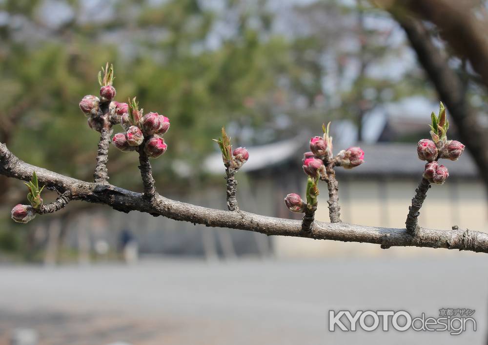 京都御所の桃の花