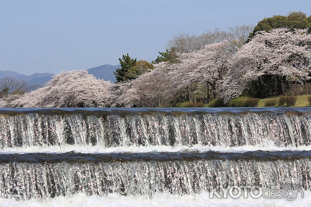 賀茂の流れに咲く