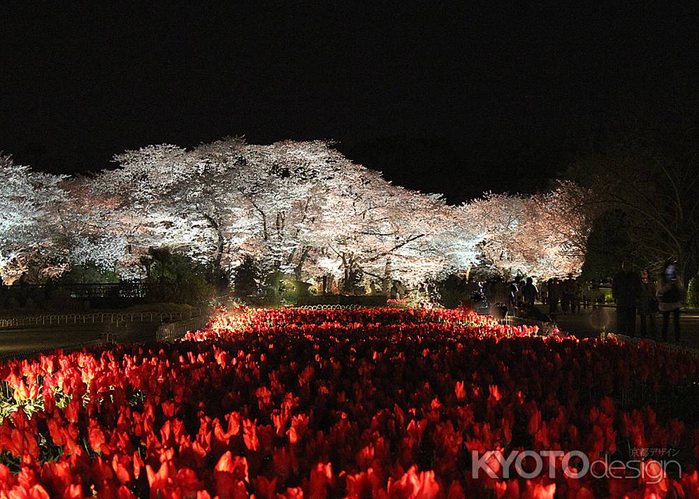 チューリップと桜の饗宴