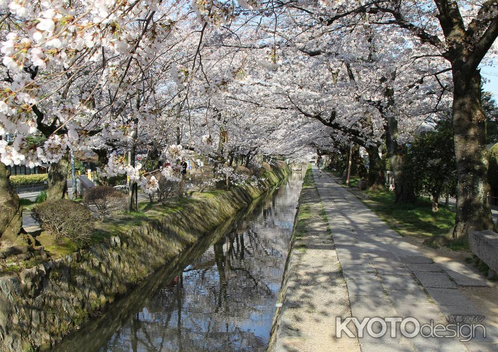 桜咲く哲学の道