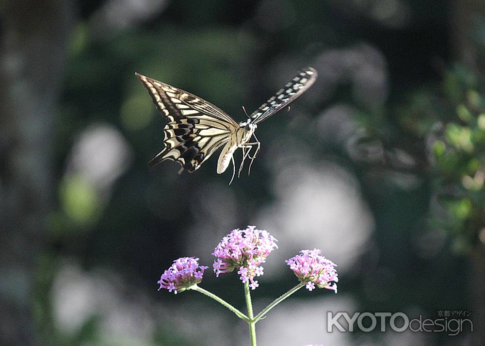 アゲハ蝶　どの花の蜜を吸おうかな