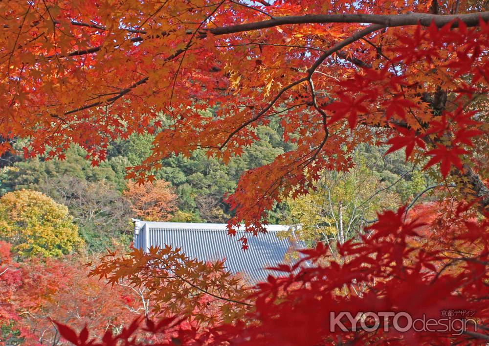 紅葉の永観堂