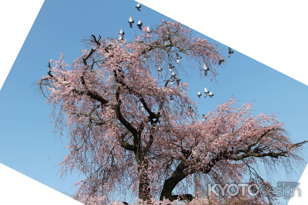 円山公園の枝垂桜に鳩が舞う