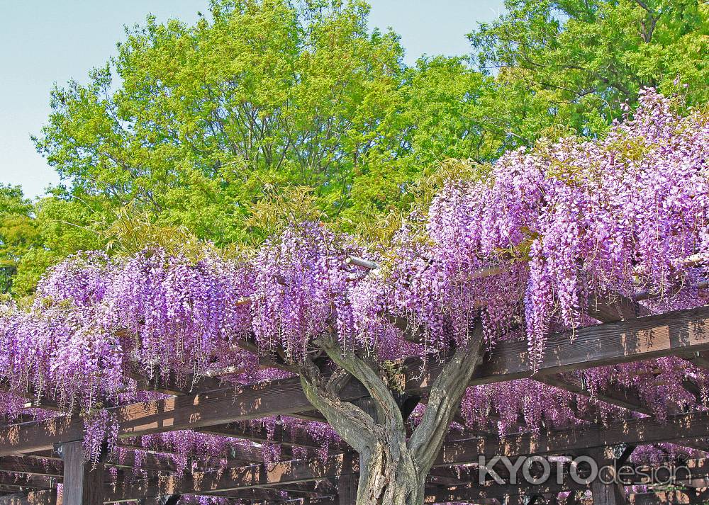 新緑に映える鳥羽の藤