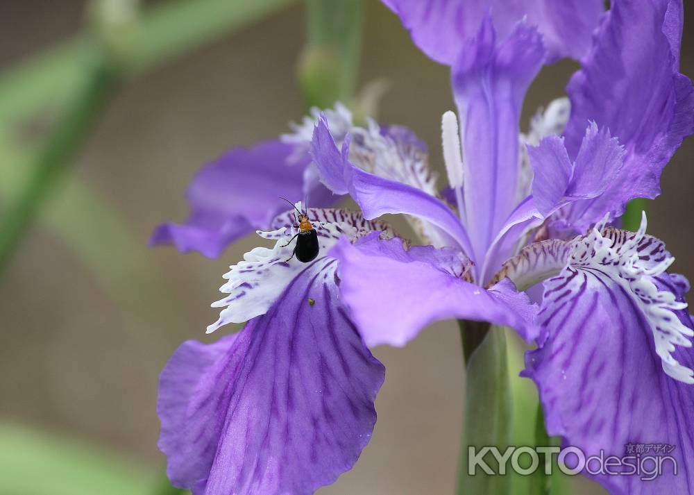 菖蒲（アヤメ）