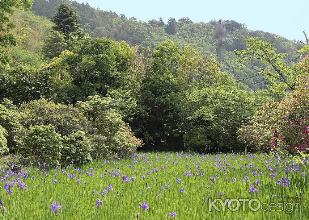 新緑に囲まれた大田神社の「かきつばた」