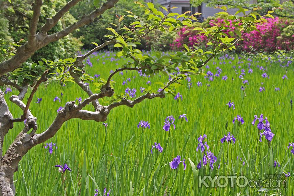 大田神社の沢に咲く「かきつばた」