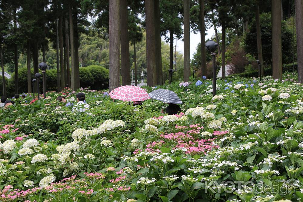 三室戸寺の紫陽花