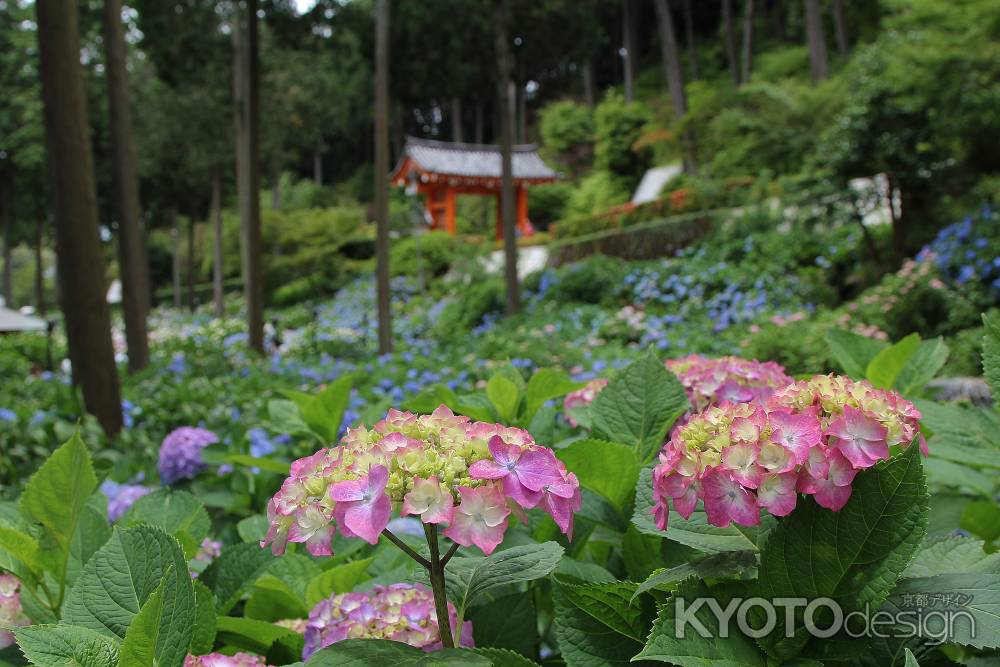 紫陽花Ⅴ