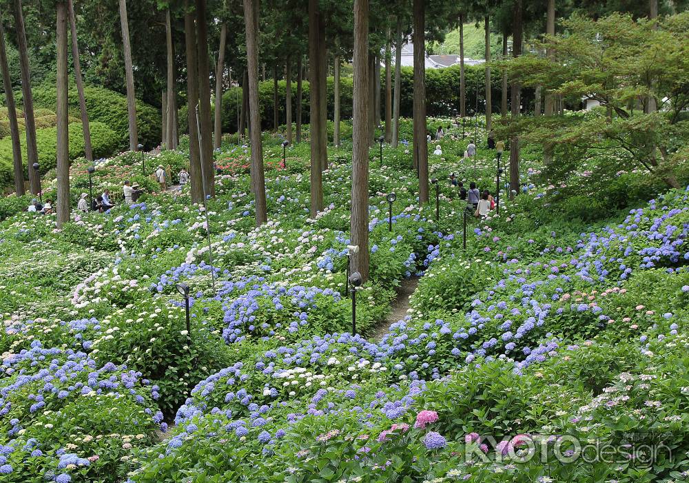 三室戸寺のアジサイ庭園