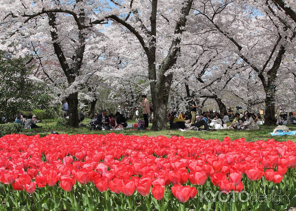 春の植物園でサクラとチューリップに囲まれ団欒