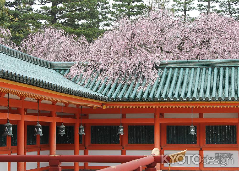 平安神宮の桜