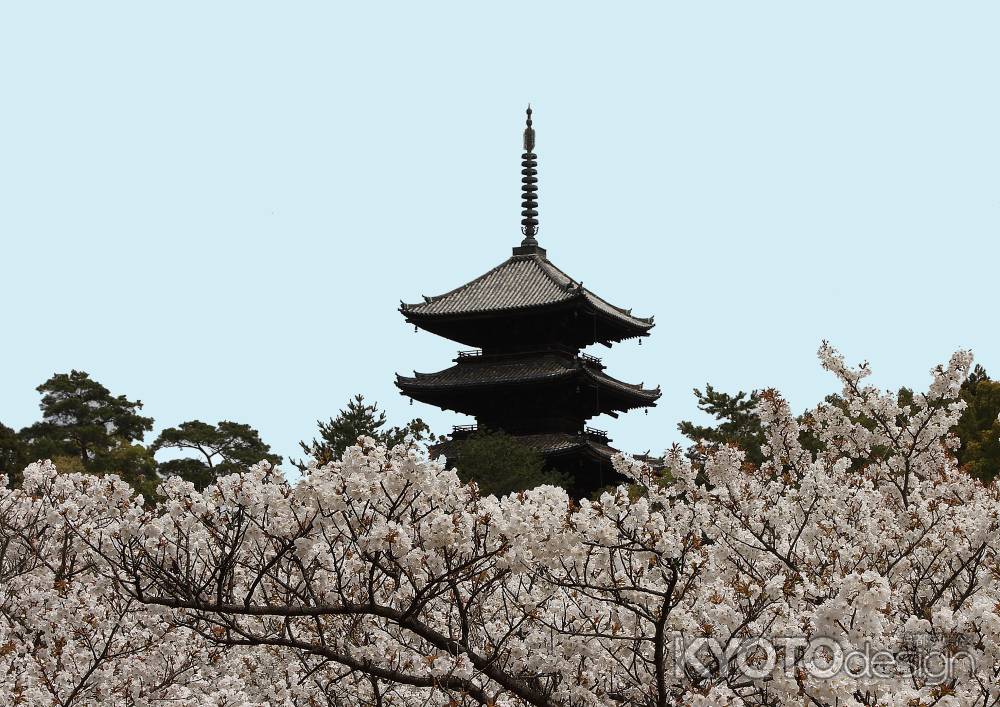 御室桜