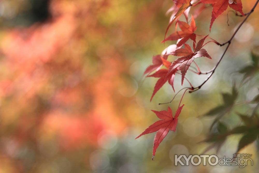 紅に燃える