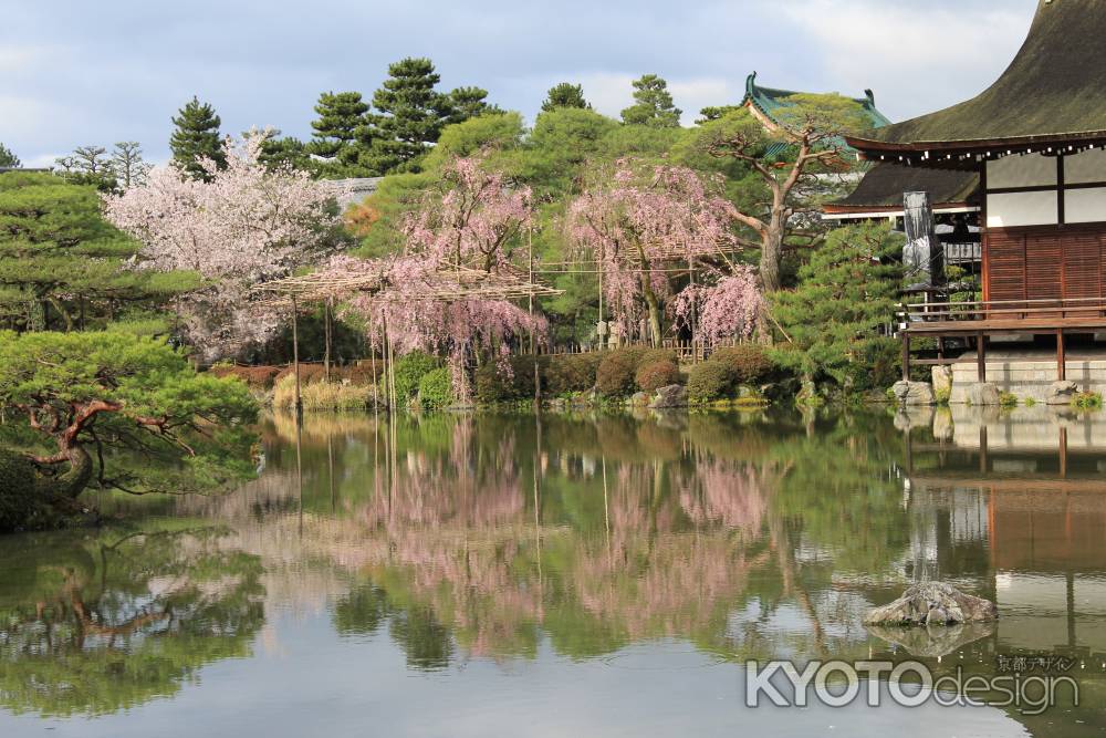 栖鳳池に写る紅枝垂桜