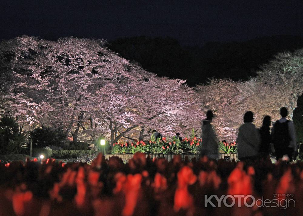 チューリップと桜のライトアップ