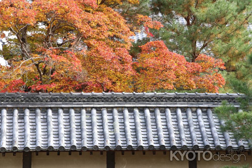 天龍寺の紅葉