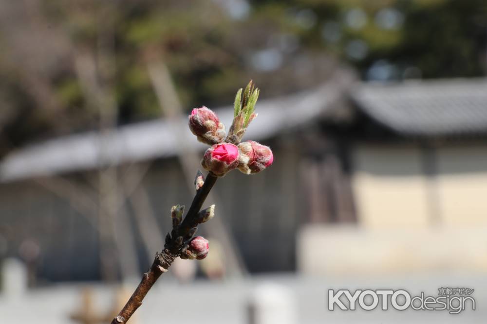 京都御苑の桃林にて紅桃