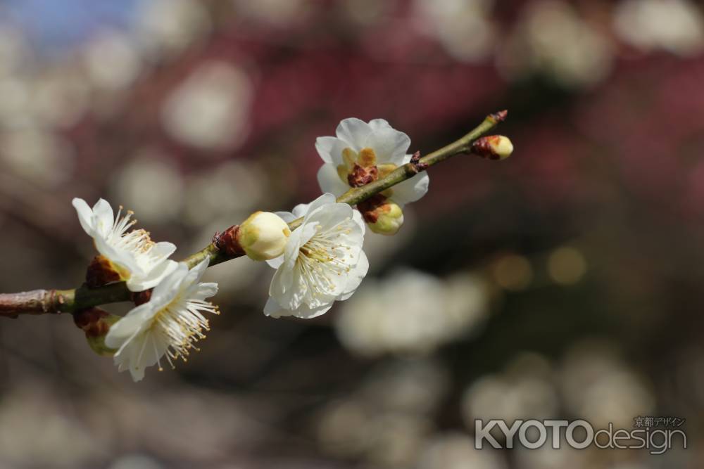 京都御苑の白梅