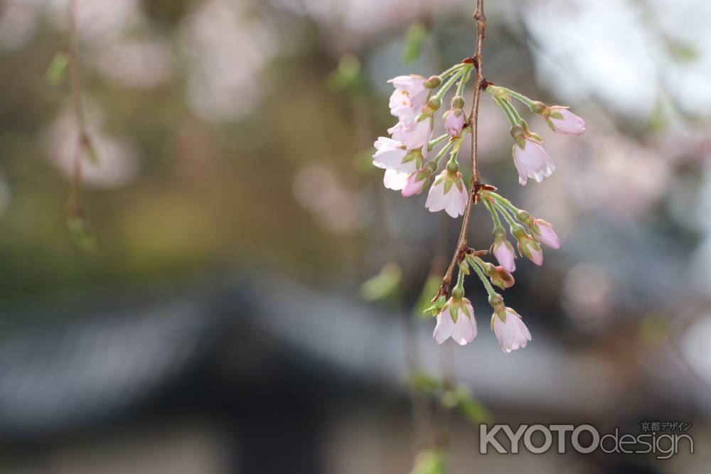 京都御苑の枝垂れ桜