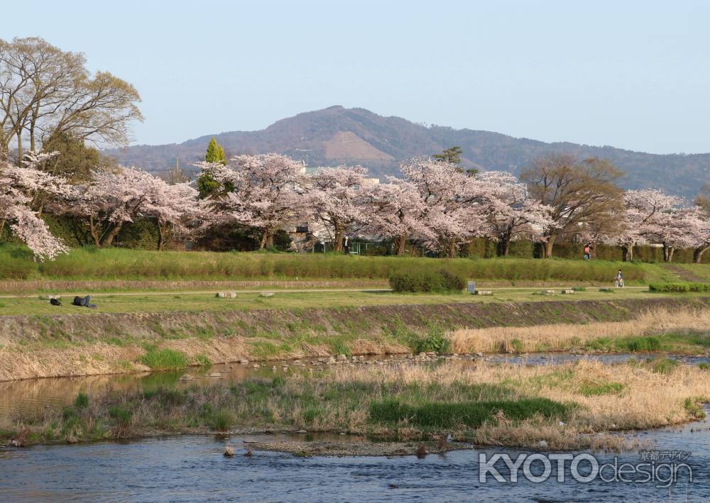 大文字山が見下ろす賀茂川の桜