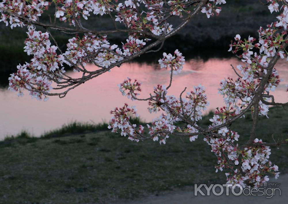 夕焼に咲く