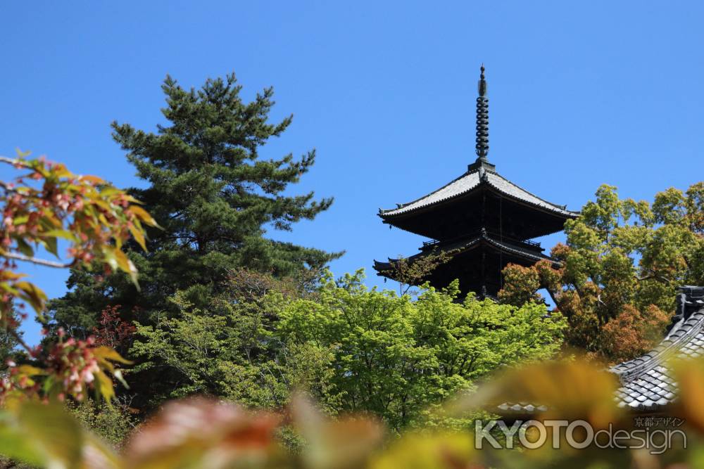 若葉に包まれた仁和寺の五重塔2