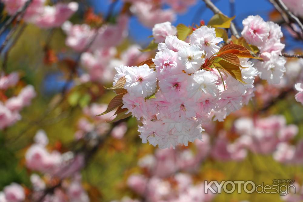 御室桜