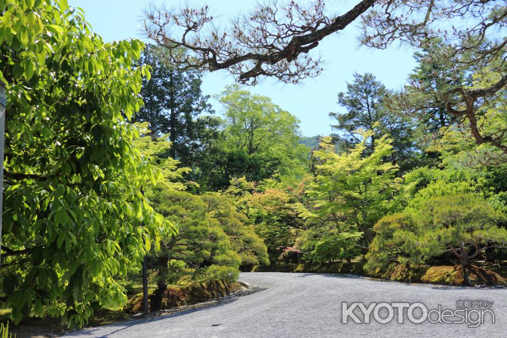 修学院離宮　若葉萌える下離宮への道