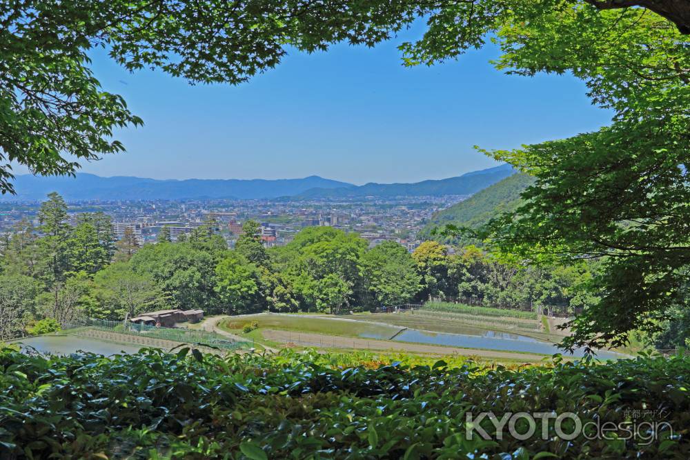 修学院離宮　浴龍池（よくりゅうち）西浜の大刈込みからの眺望