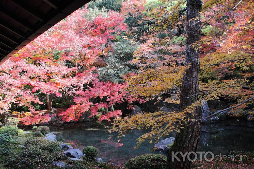 蓮花寺の紅葉①