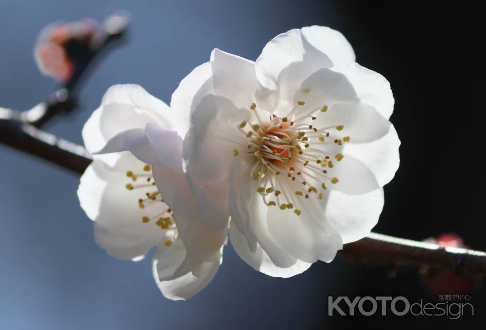 京都御苑の白梅咲く