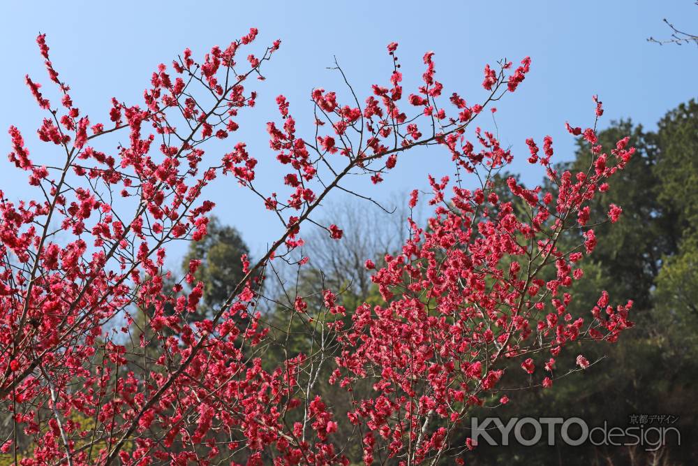 青空に紅梅