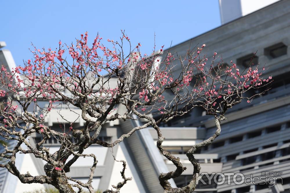 国際会館に紅梅咲く