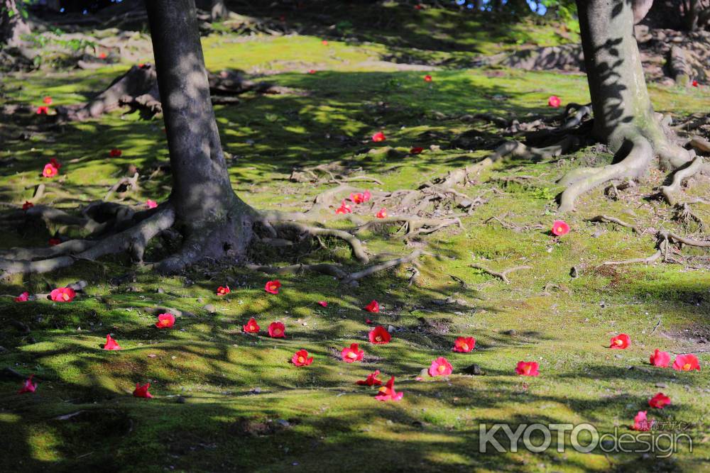 城南宮の椿