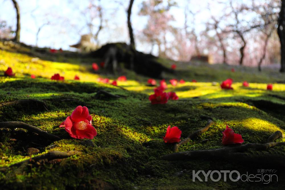 落花してなお咲く椿