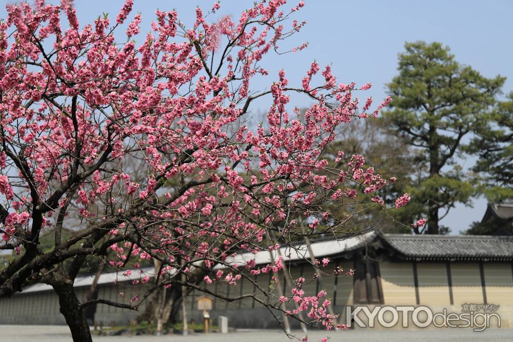 桃の花が咲きました