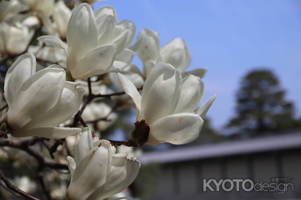 こぶしの花