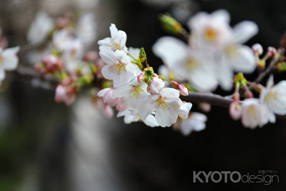 高瀬川に咲く桜