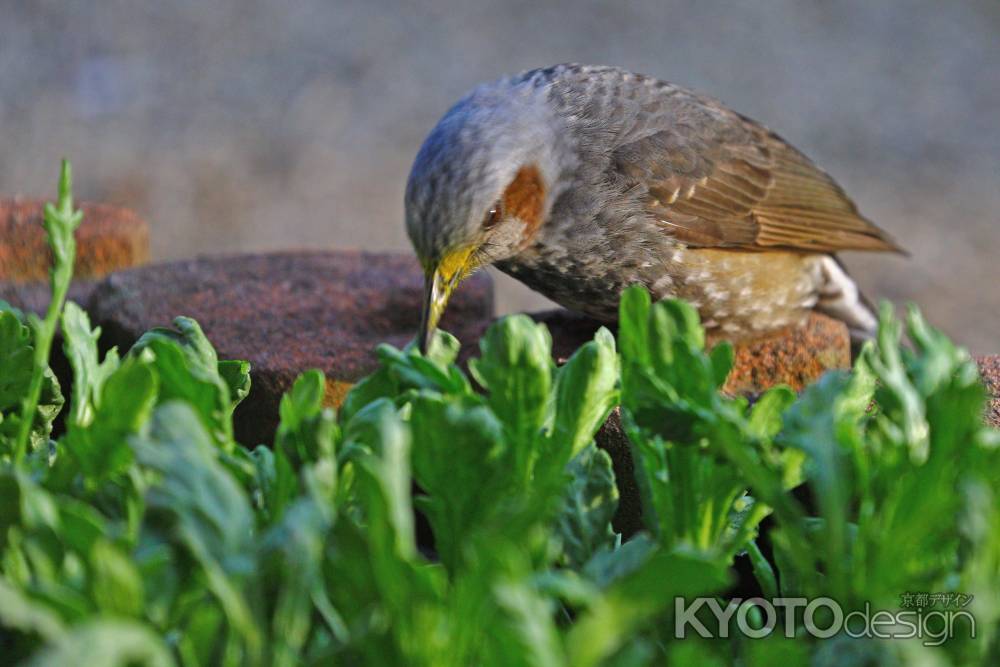 菊菜をついばむムクドリ