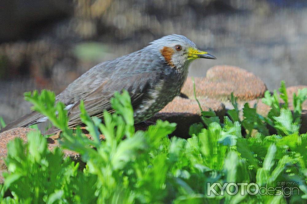 ムクドリの朝食