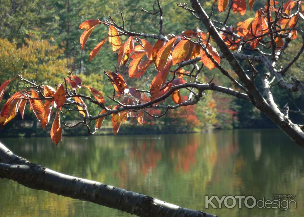 宝が池の紅葉