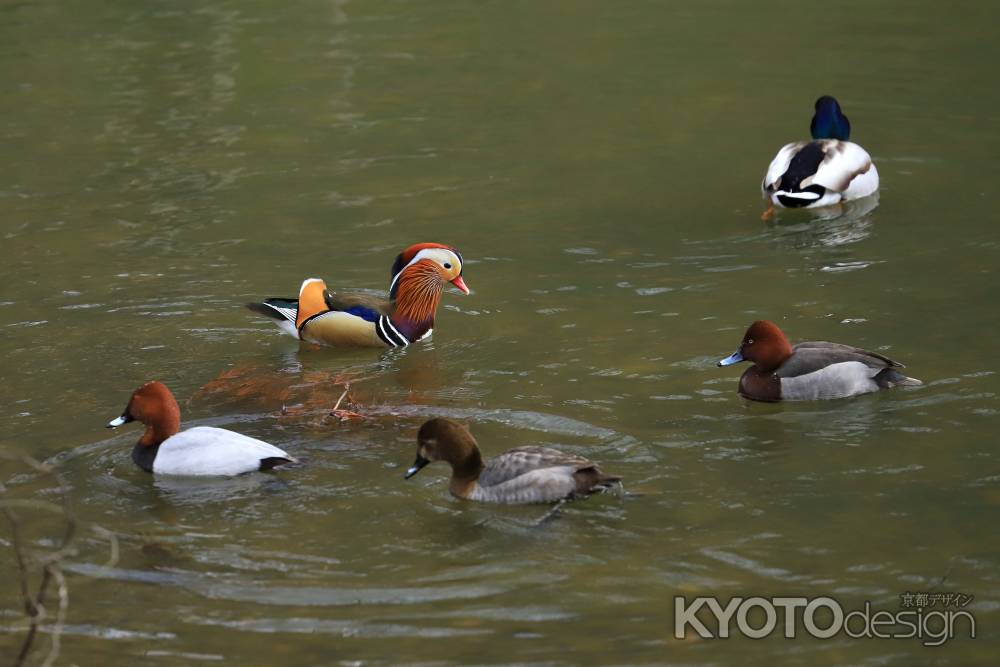 宝が池に野鳥飛来