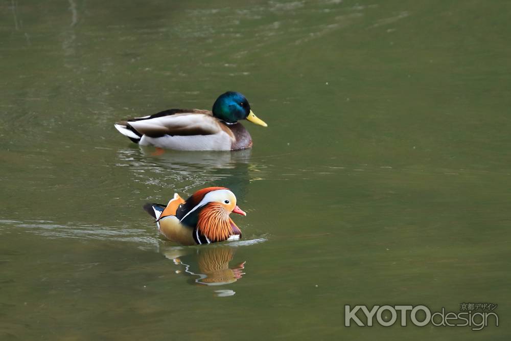 オシドリとマガモ