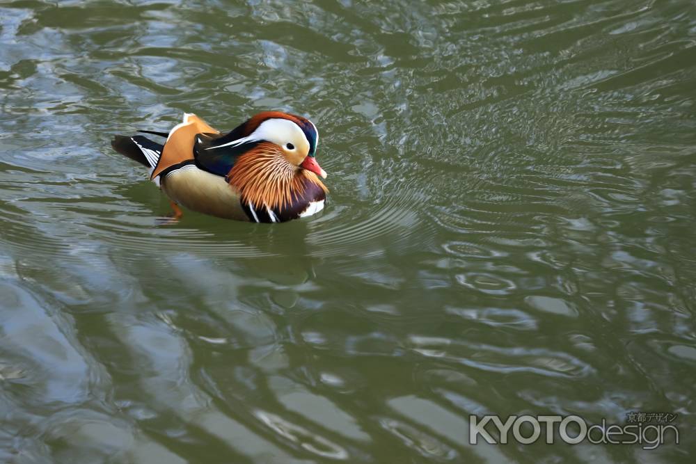 宝が池のオシドリ