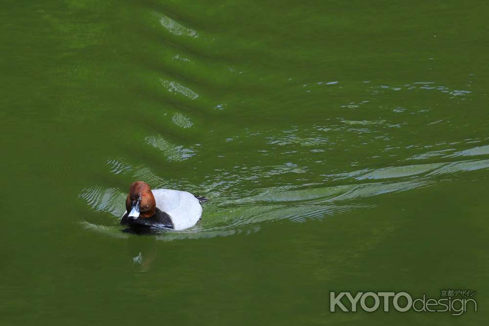 宝が池のホシハジロ